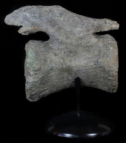 Camarasaurus Caudal Vertebra With Metal Stand - Colorado #62728